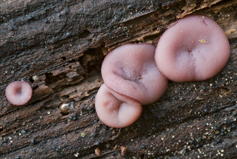 Ascocoryne cylichnium